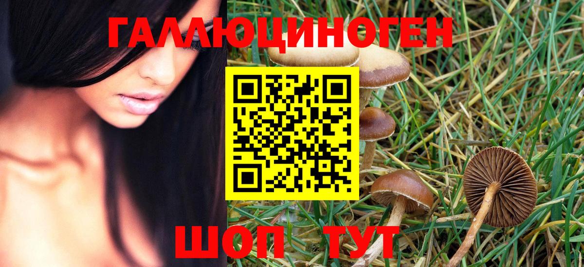 Буйнакск  Галлюциногенные грибы MAGIC MUSHROOMS  Вход с VPN  Галлюциногенные грибы GOLDEN TEACHER 